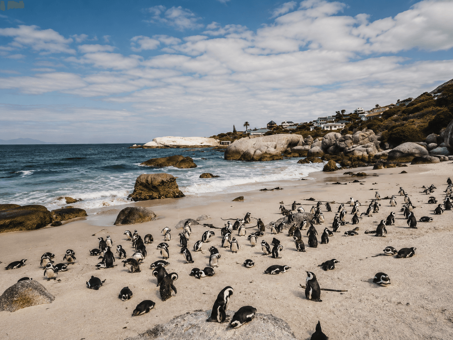 African penguins gathered on the white sand at Boulders Beach